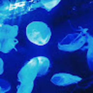 Meet your Posher, Kiki